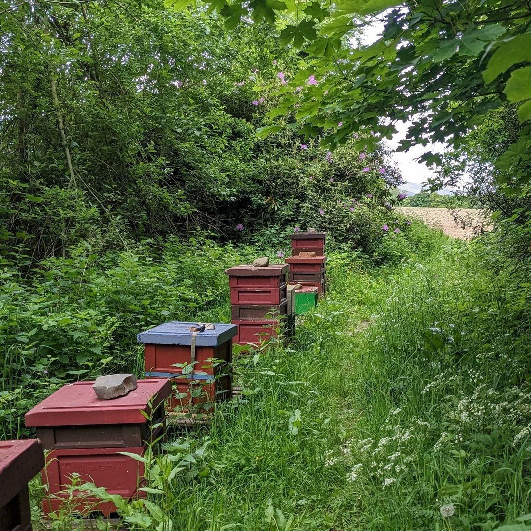 scotting bee co hives